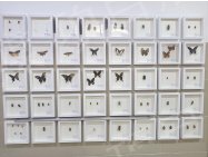 贵州师范大学生命科学院生态展示长廊 照片 3